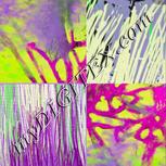 Colour:D