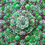 Colour:C