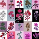 Colour:B