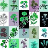 Colour:C