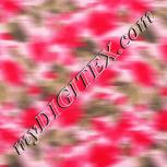 Colour:J