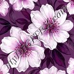 Colour:B
