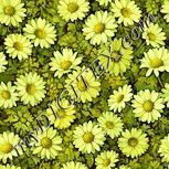 Colour:K