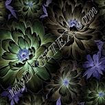 Colour:F