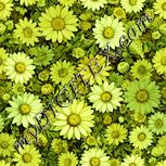Colour:K