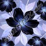 Colour:F