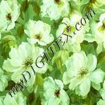 Colour:K
