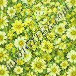 Colour:K