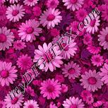 Colour:B