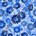 Colour:F