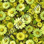 Colour:K