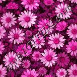 Colour:B