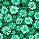 Colour:C