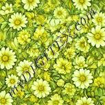 Colour:K