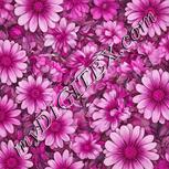 Colour:B