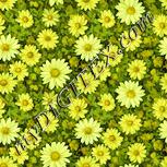 Colour:K