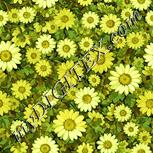 Colour:K