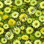 Colour:K