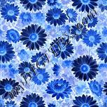 Colour:F
