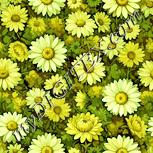 Colour:K