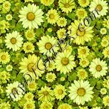 Colour:K