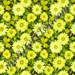 Colour:K