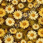 Colour:A