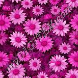 Colour:B