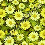 Colour:K