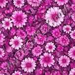 Colour:B