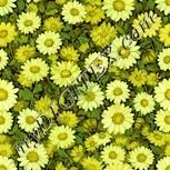Colour:K