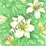 Colour:K