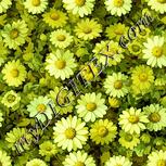 Colour:K