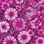 Colour:B