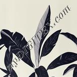 Colour:F