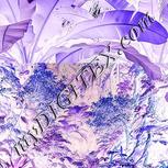 Colour:F