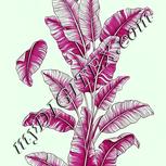 Colour:C