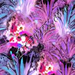 Colour:B