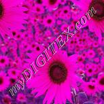 Colour:B