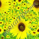 Colour:K