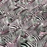 Colour:B