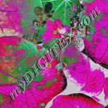 Colour:B