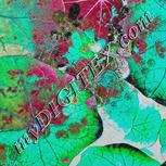 Colour:C