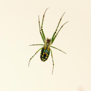 1x1 Orbweaver 9231