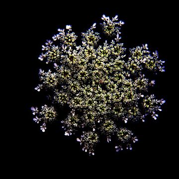 1x1 Queen Anne's Lace 6045