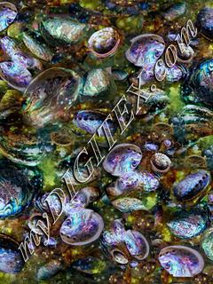 abalone_enlarged_pix__tiff (2)