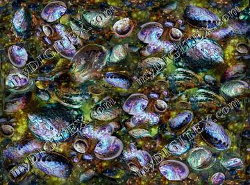 abalone_enlarged_pix__tiff (2)