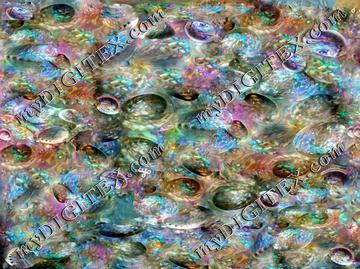 abalone impression