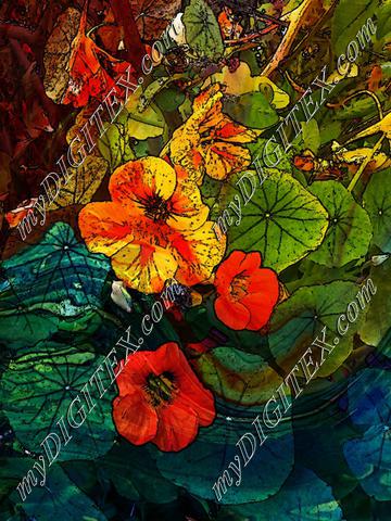 nasturtium marbled