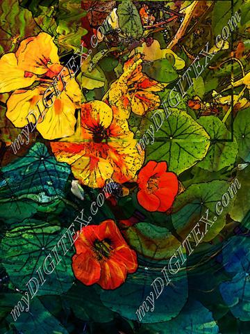 marbled nasturtiums larger300